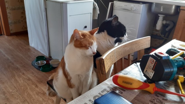 Дайте коту имя