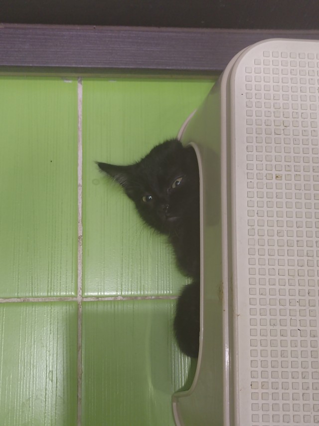 Мой котик
