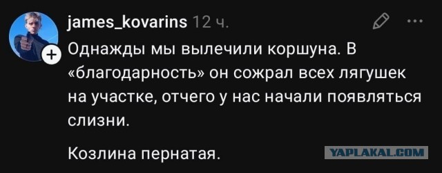 Пятничные бояны
