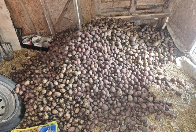 А у меня картофан