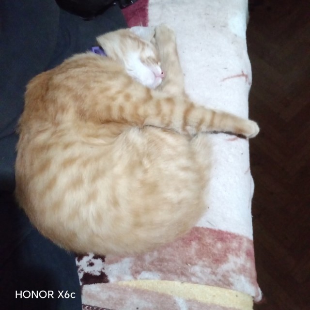 Очередной котовторник