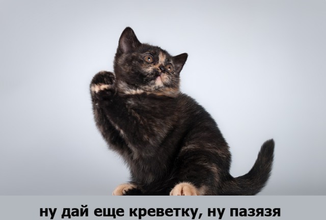 Котоподборка