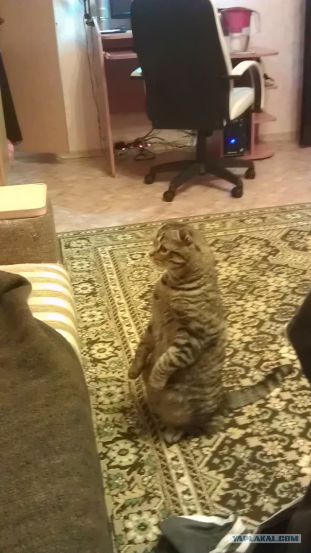 Котовторник 01.04.2014