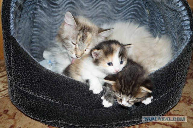 Котовторник 6.05.2014
