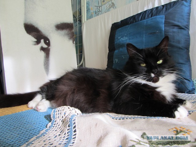 Котовторник 10.06.2014