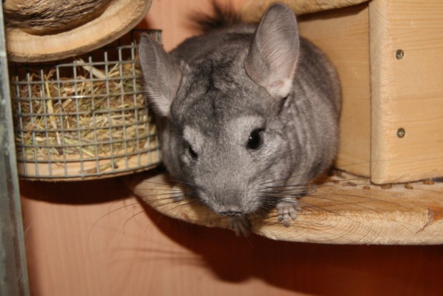 Любителям кошек