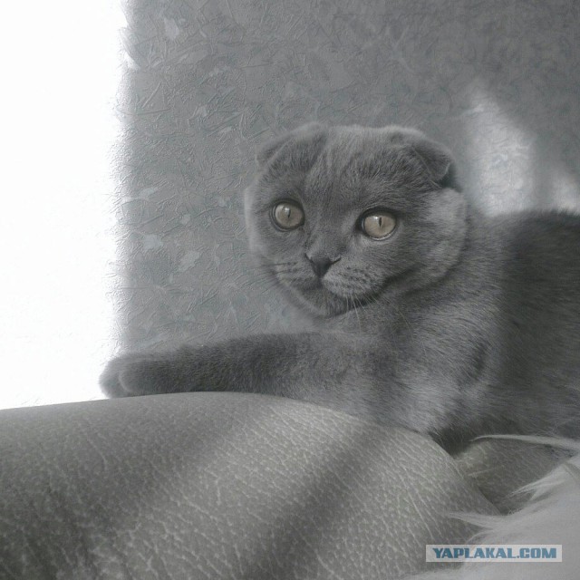 Нашел себе кота на свою голову