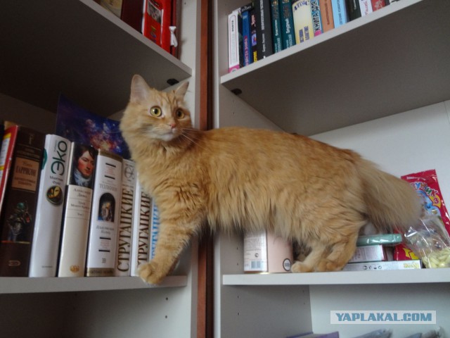 Котовторник 22.07.14