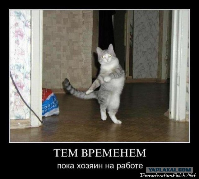 Котовторник 05.08.2014