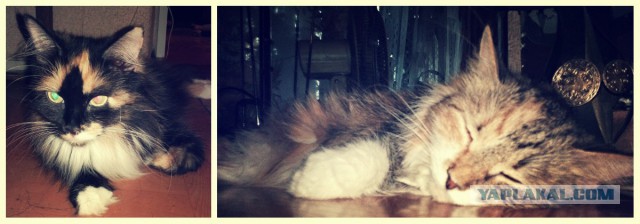 Котовторник 12.08.2014