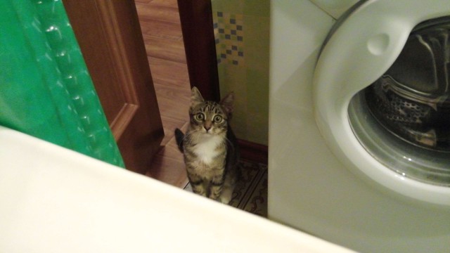 Котовторник 19.08.2014
