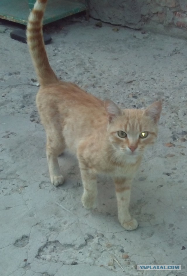 Котовторник 09.09.2014