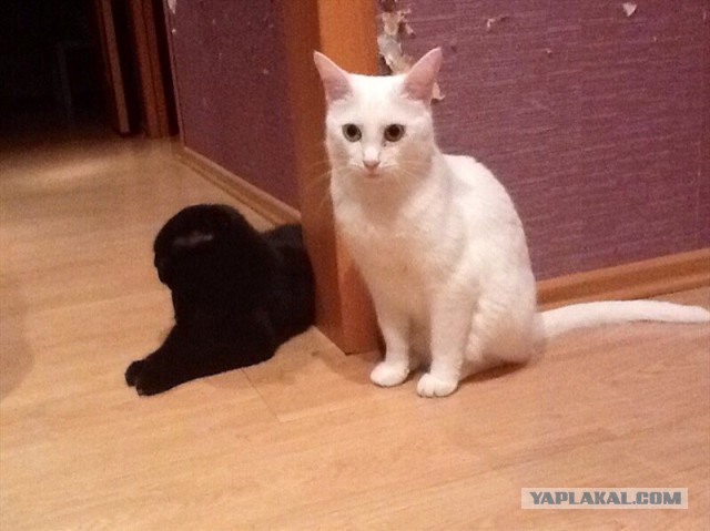 Котовторник 16.09.14