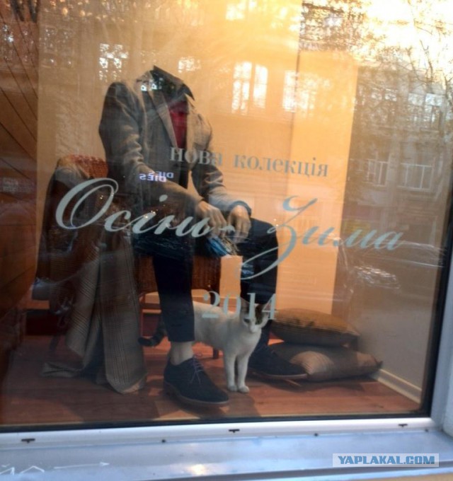 Котовторник 23.12.2014