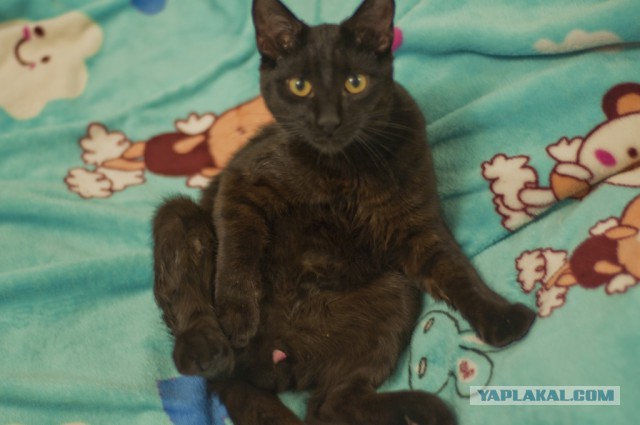 Если есть кошачье ню, то оно выглядит вот так...