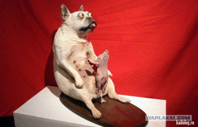 Музей неудачных Чучел