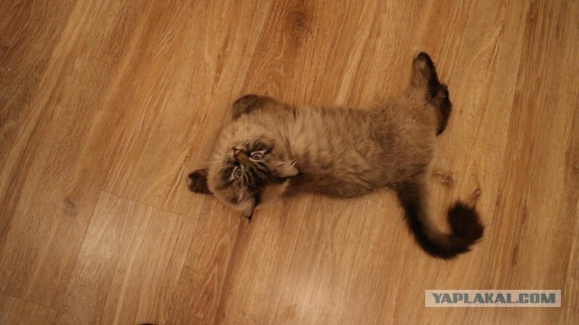 Как я побрил кота