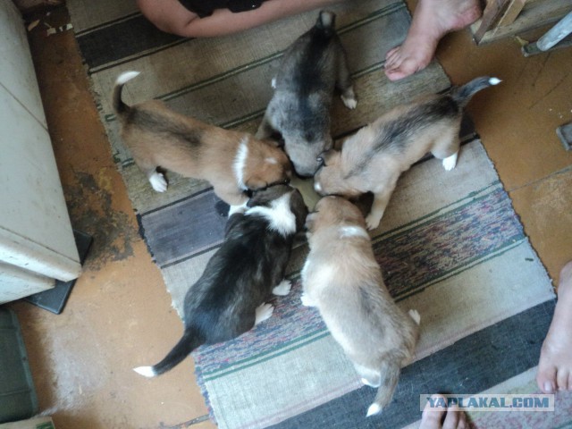 Новый квартирант