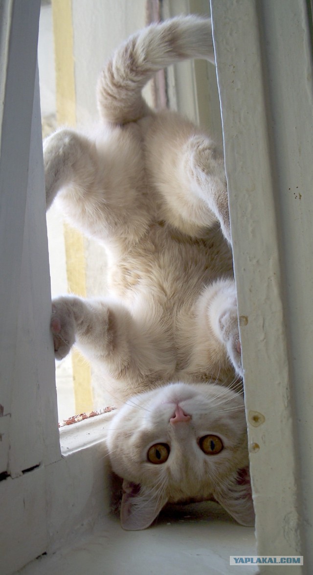 Котовторник