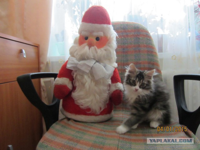 Котовторник 19.01.2016