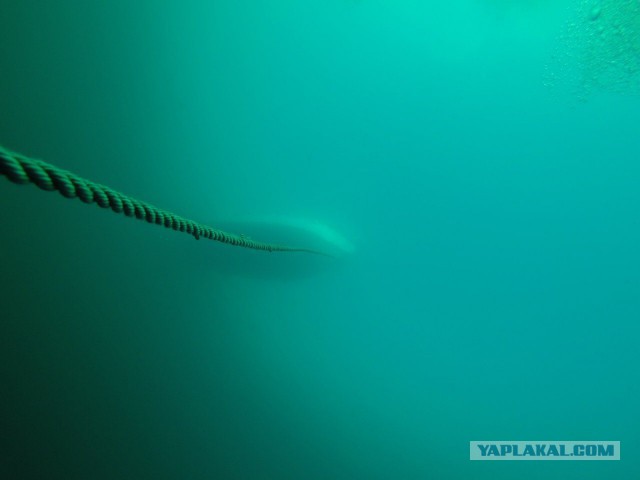 Самые красивые и необычные вещи, которые можно встретить под водой