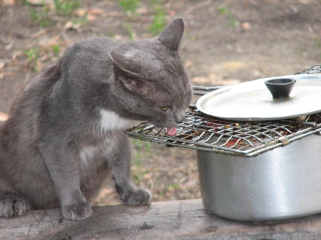 Коты, кошки, котята