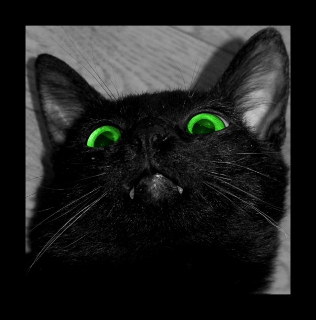 Коты, кошки, котята