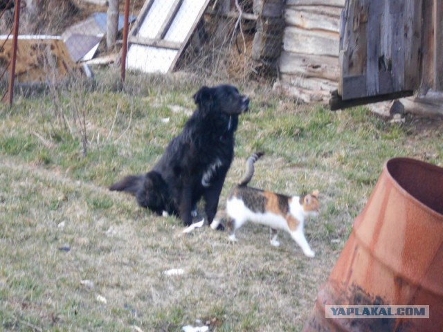 Жизнь домашнего приюта для котеек 107