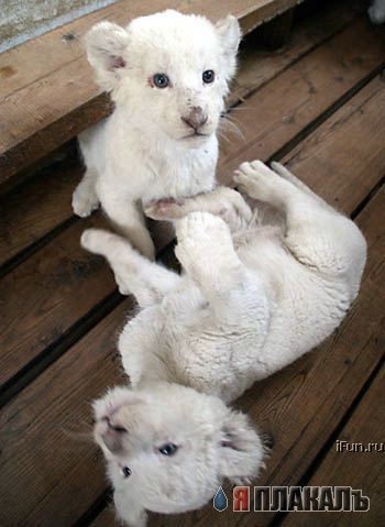 Львята - альбиносы