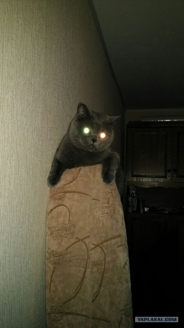 КотоВторник 26.04.2016