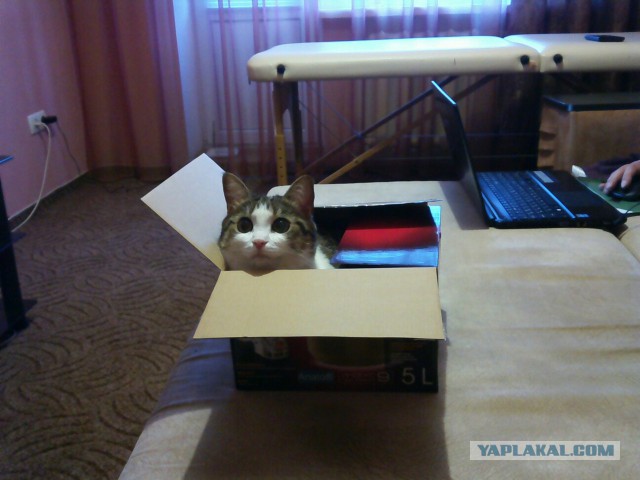 Котовторник 17.05.2016