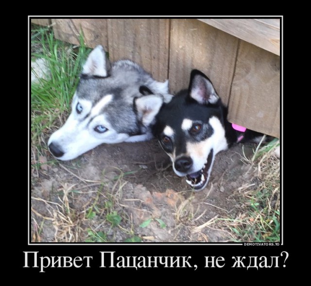 "У нас новые соседи, а это их собаки"