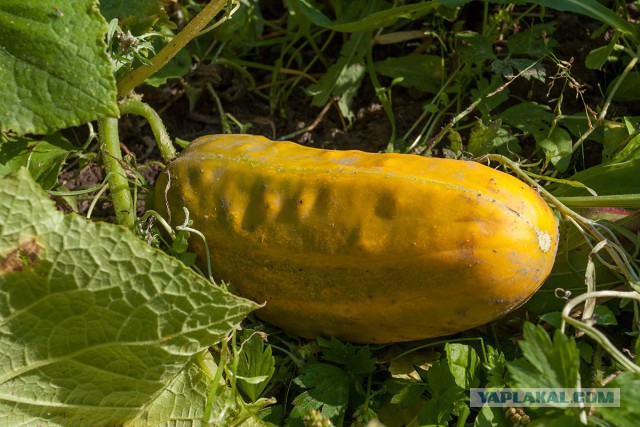 Овощ, фрукт или что вообще?