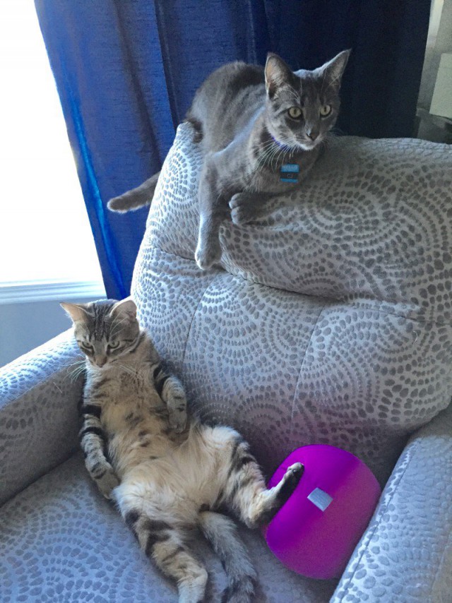 Коты из сети
