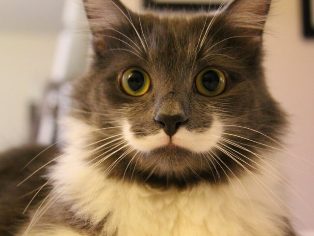 Коты из сети