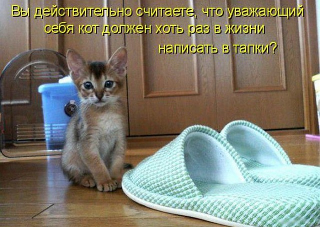 Коты из сети