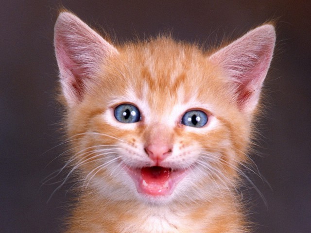 Коты и Кошки