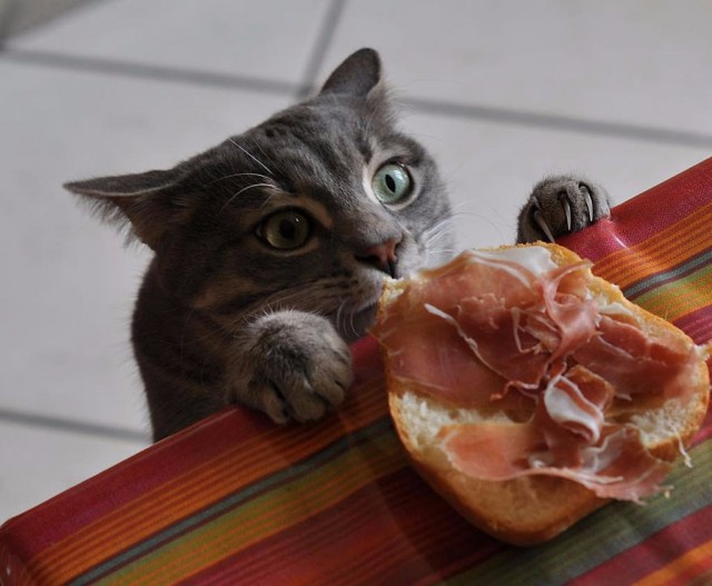 Коты и Кошки