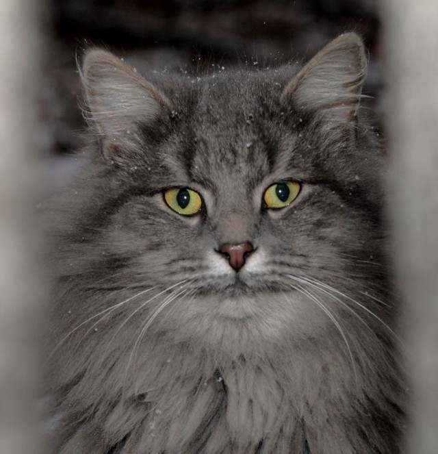 Коты и Кошки