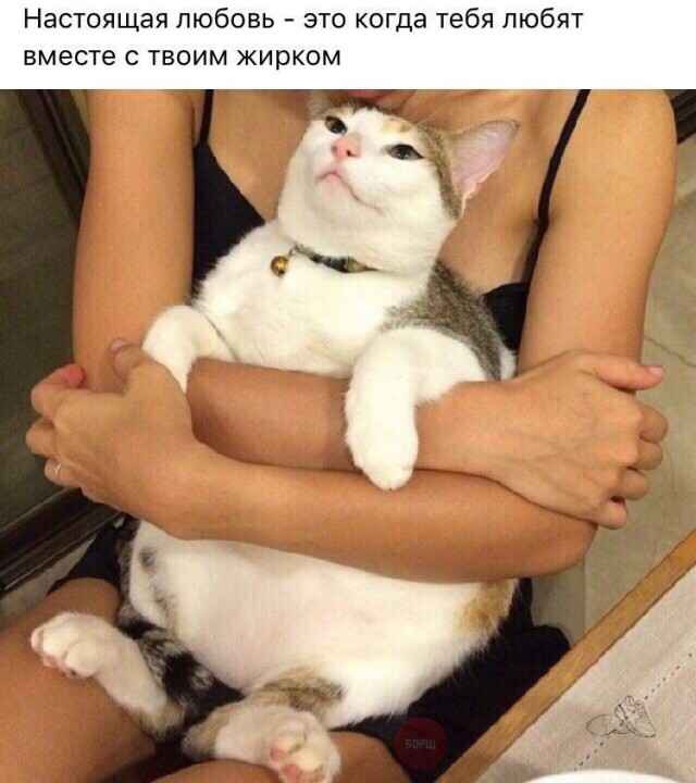Коты и Кошки