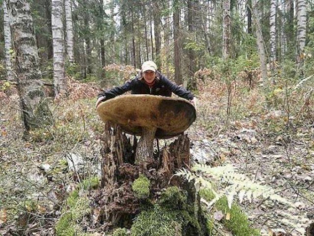 Всяко-разно в картинках