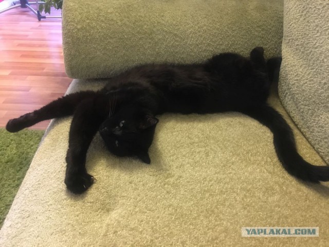 Котовторник 29.08.2017