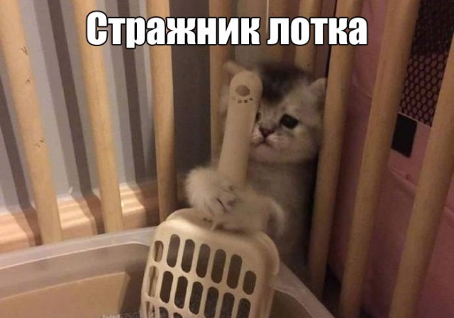 Коты и Кошки