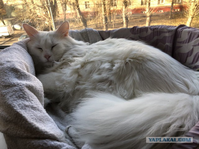 Котовторник  14.11.2017
