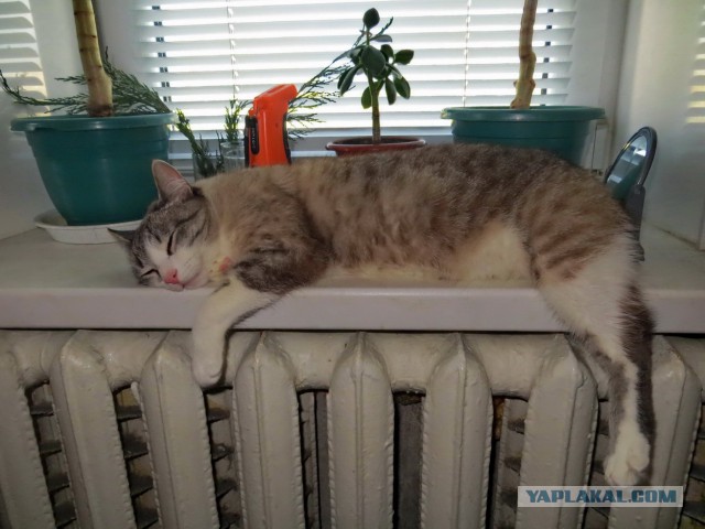 Котовторник