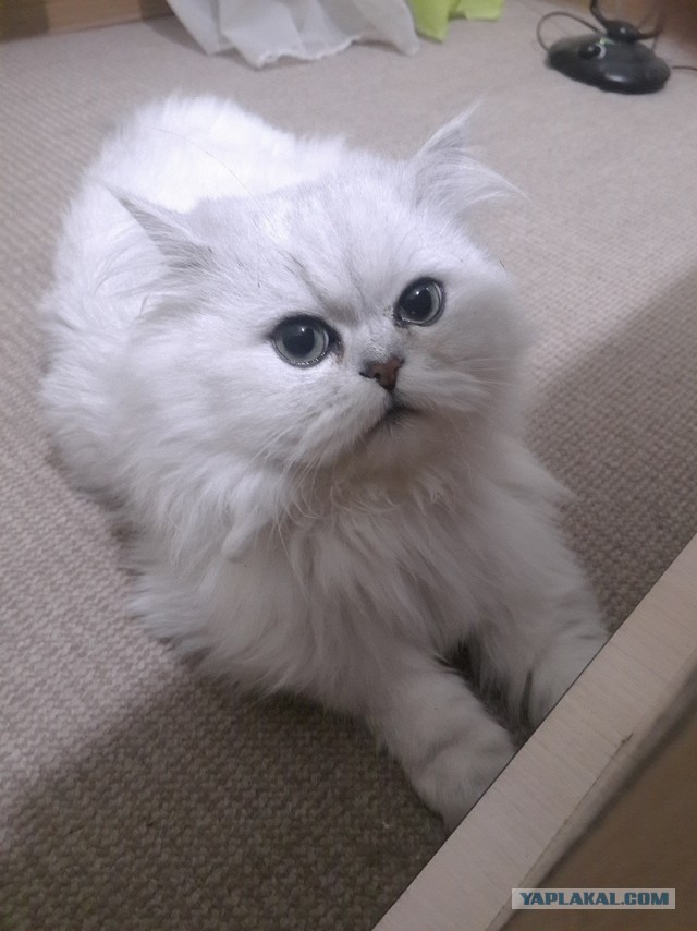 Котовторник  05.12.2017