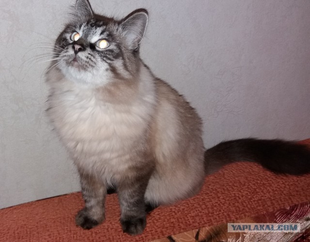 Котовторник 9.01.2018