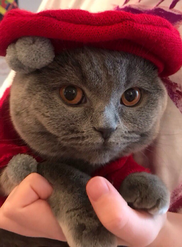 Подборка настоящих котов