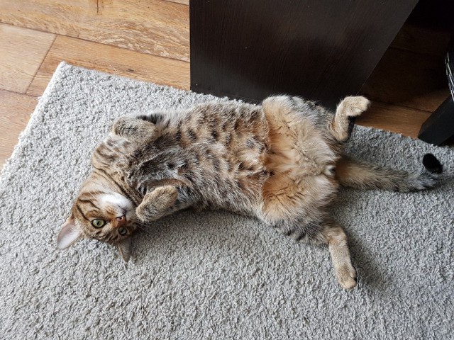 Котовторник