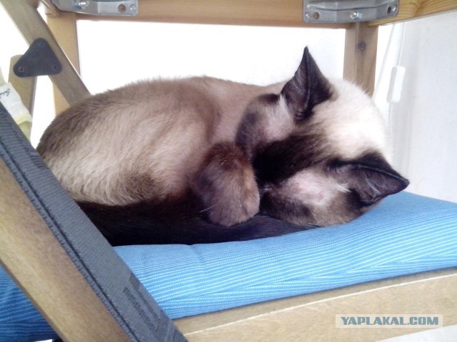 Котовторник